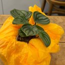 주흥길 24 | 서초꽃집 나무수 플라워앤가든 반포 식물 화분 구매 후기