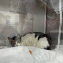 헬로우동물병원 여의도점 | 청주 고양이 단미 수술 후기 합리적인 진료비 메이동물병원