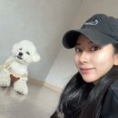 베스애견 이미지