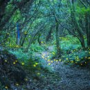 반딧불이 이미지