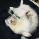 페릿 이미지
