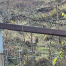 우리사슴목장 이미지