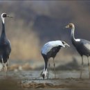 (얼레빗 4076호) 고양 장항습지, 세계적 철새 서식지로 인정 이미지