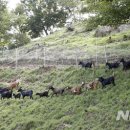 주도흑염소 이미지