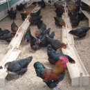 신기축사 이미지