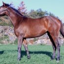 세일목장 이미지