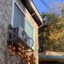 (주)노랑댕댕이 | 11월 셋째주 일상