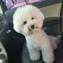 땅콩애견놀이터 Daum카페