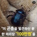 이 곤충을 발견하신 분 한 마리당 100만원을 드립니다 이미지