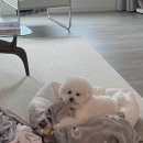 푸드르르 이미지