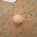 임피농장 이미지