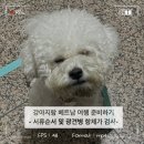 (주)코미팜 | 강아지랑 해외여행 베트남여행 준비 과정 광견병 항체가 검사