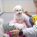 펫라운지 애견유치원 애견호텔 애견미용 부천점 | 강아지유치원비용 옐레드 애견유치원호텔 창업