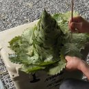 자우림캠핑장 | 가평 계곡 캠핑장 찾는다면? 자우림캠핑장 A두가족1 사이트 후기