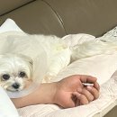 내동-4 | [광주] 기운내동물병원 | 슬개골 탈구 4기 | 증상 및 수술 후기(가격문의)