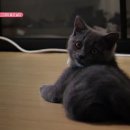 고양이를 부탁해 이미지