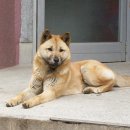 황룡켄넬 이미지