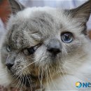 야누스 - 23209 | 야누스