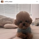 소문켄넬 이미지