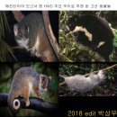 Review of Highland Wild Dogs 고산 야생견 리뷰 ..... 4 이미지