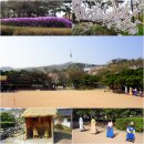 남산의 벚꽃이 아름다운 봄 풍경을 만들고 있네요(4/1). 이미지