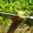 이연옥농장 이미지