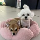 연산유치원 이미지