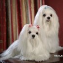 이쁜강아지 이미지