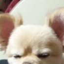 산들 강아지 이미지