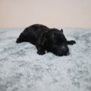 토이켄넬(Toy kennel) 이미지