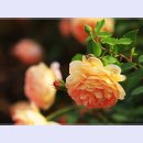 곡성-029 이미지