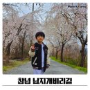 창녕 | 창녕 남지 개비리길 수양벚꽃 실시간 후기