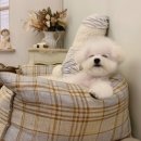 알곡켄넬 이미지