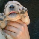 위드독스 이미지