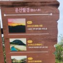 용장리 느티나무 이미지