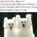 오오 이미지