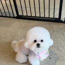 그루밍도그 이미지