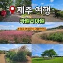 억새정원 | 카멜리아힐 10월 핑크뮬리 팜파스 억새 등 가을정원 후기