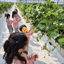 군산용문초등학교 | 군산 베스트베리에 용문초 병설유치원 천사들이 왔어요