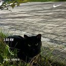 스피드순환운동 | 운동 기록 | 비실비실대던 나 ᜊ͌ ͌, 러닝 예찬론자 되. (후기가득)