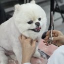 부산애견미용 | 부산 서면애견미용학원 등록 후기 │ 직장인 이직 고민부터 KAPP 심사, 창업 준비까지