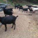 도니 친환경 목장 이미지