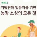 팜피디