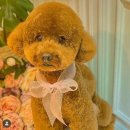 앙볼리펫살롱 이미지