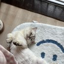 창원동물병원 | 창원 고양이 중성화 수술/창원 동물병원 추천/창원 봉곡동 동물병원