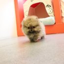 개키우는남자 강아지분양 대구본점 이미지