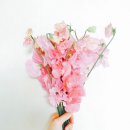 스위트피(sweetpea) 이미지