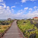 제주 월령리 선인장군락 이미지