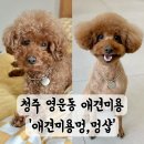 멍멍샵 이미지