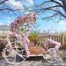 중랑천 제4체육공원 | 동대문구 중랑천 수변공원 주말 [4월 초 트로트 &amp; 봄꽃 축제: 벚꽃과 개나리 향연]